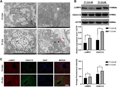 Differential Expression Profiles and Potential Intergenerational Functions of tRNA-Derived Small RNAs in Mice After Cadmium Exposure